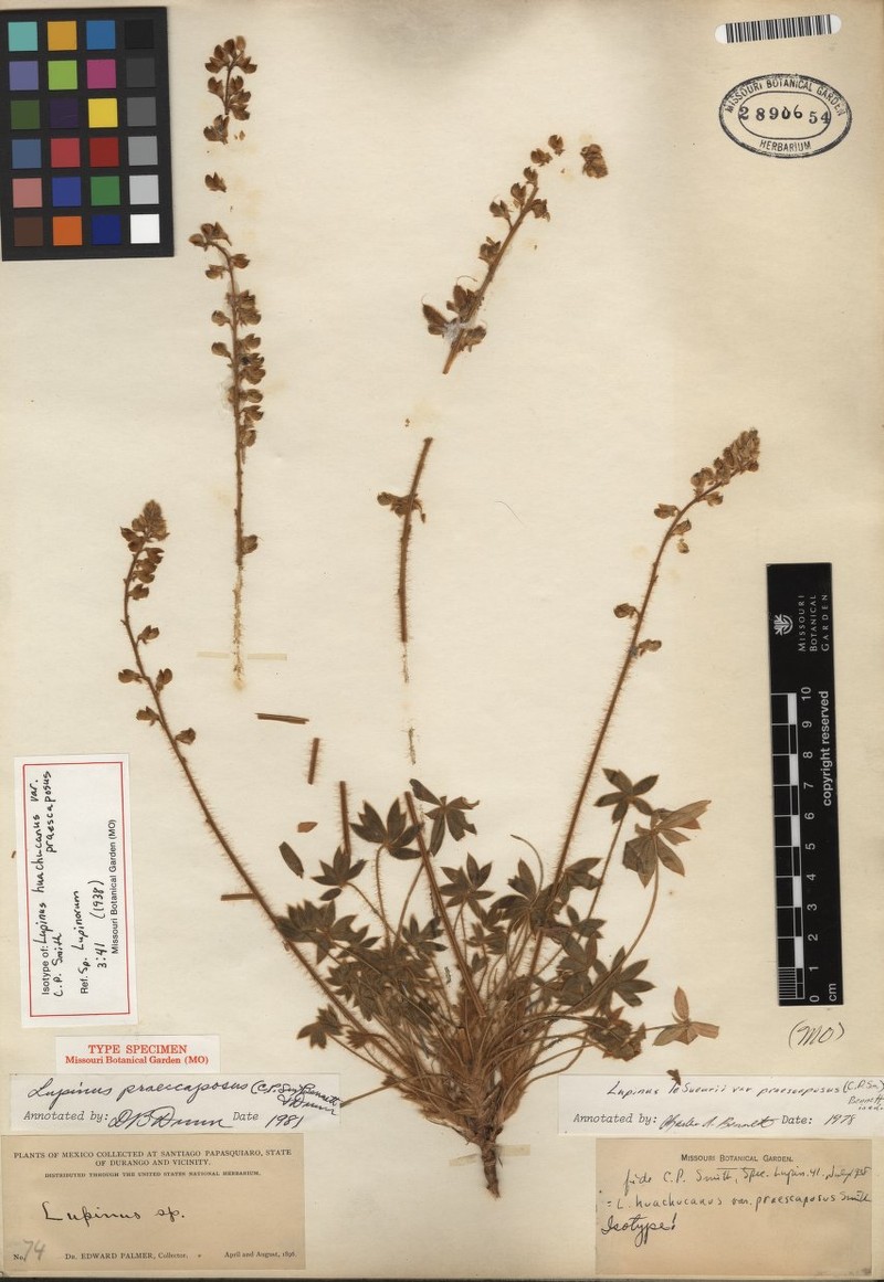Lupinus lesueurii photo 2