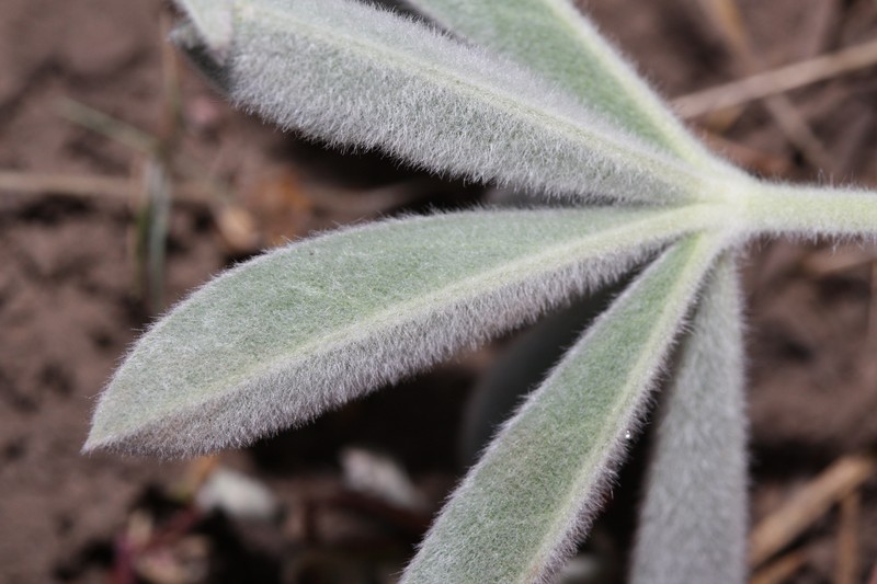 Velvet Lupine photo 4