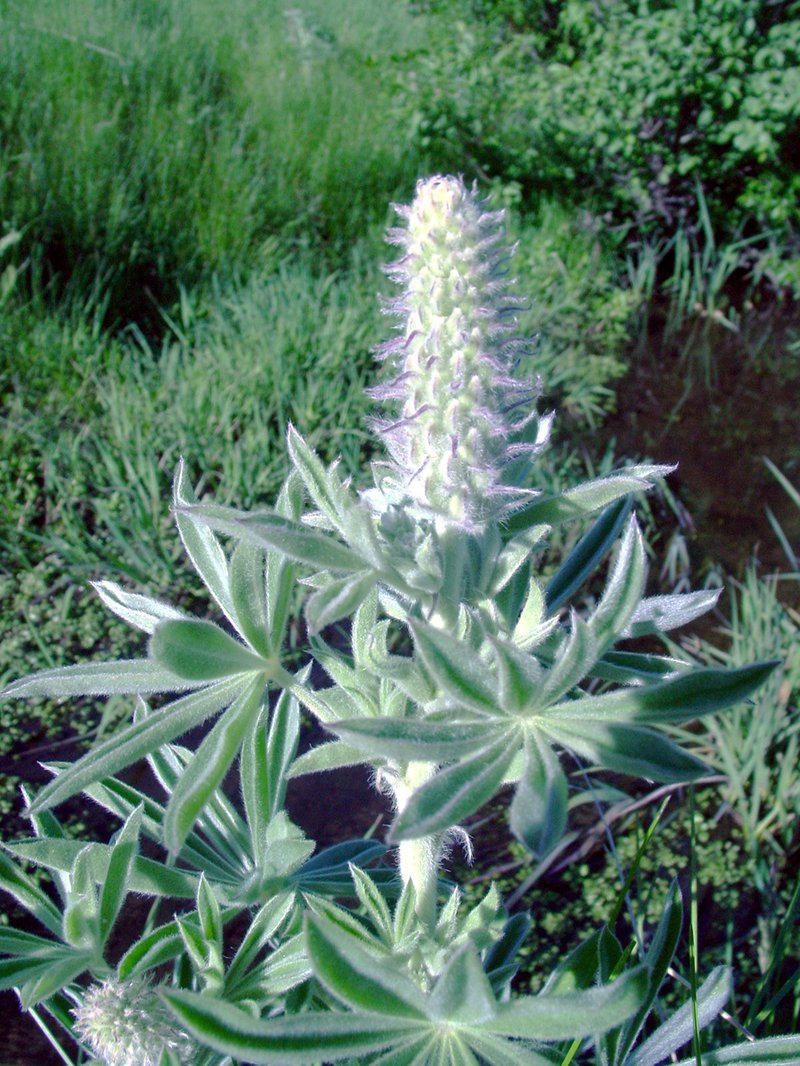 Velvet Lupine