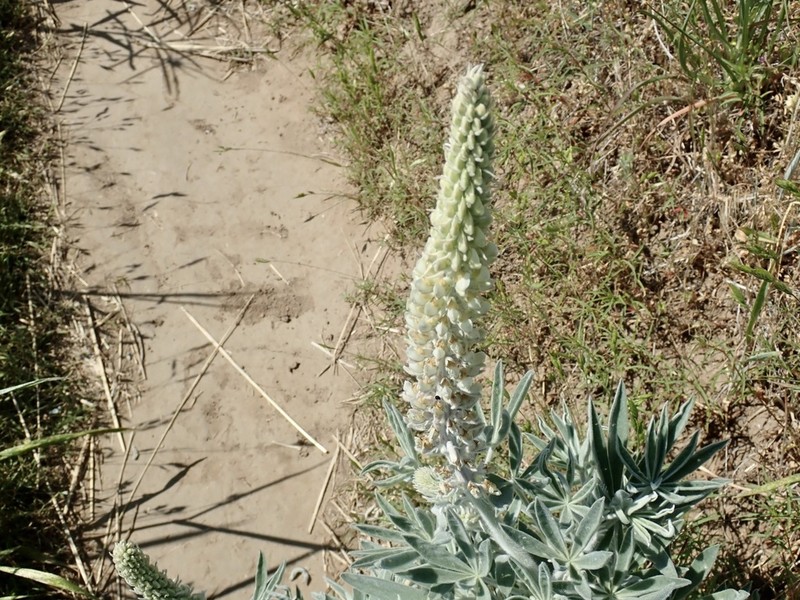 Velvet Lupine photo 3