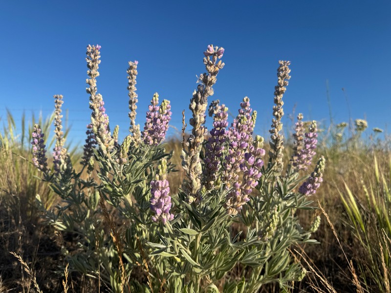 Velvet Lupine photo 4