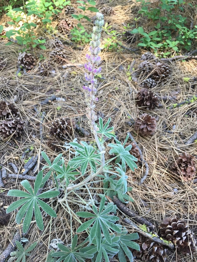 Velvet Lupine photo 5