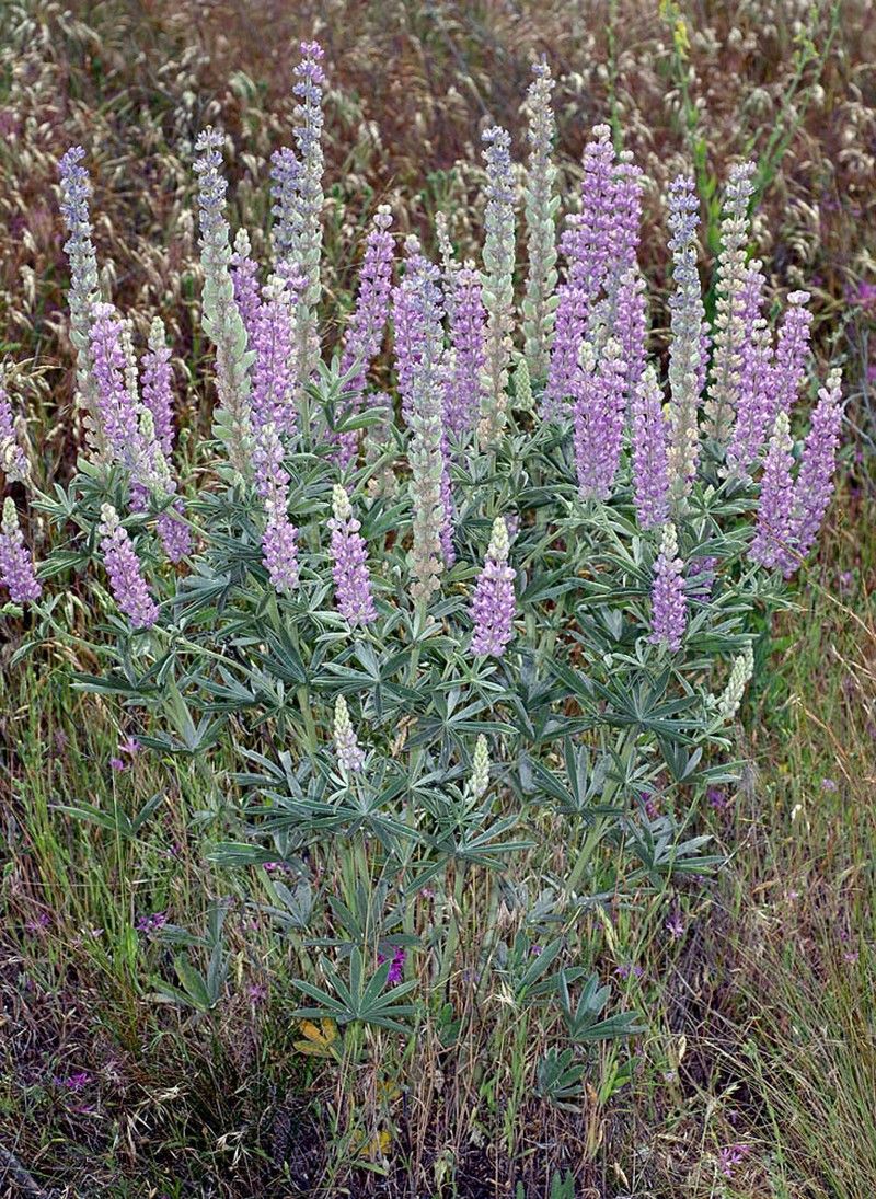 Velvet Lupine photo 6