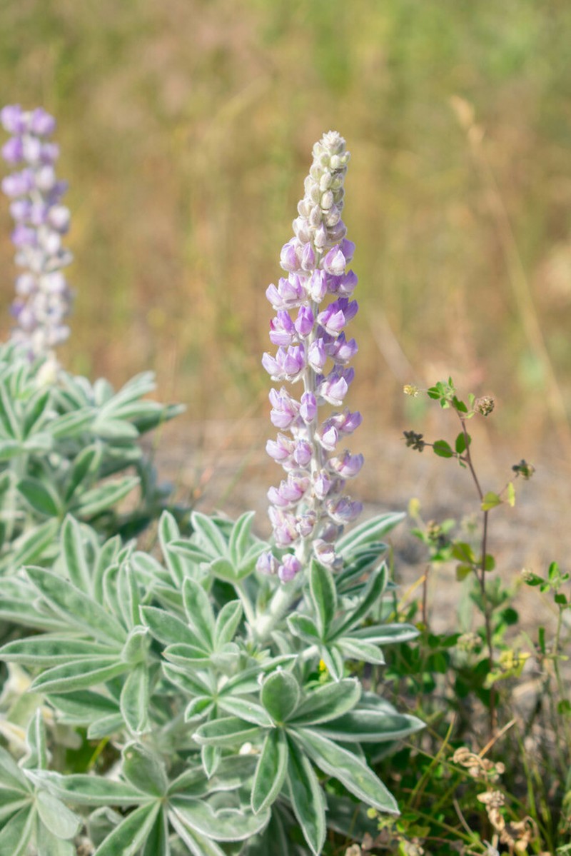 Velvet Lupine photo 7