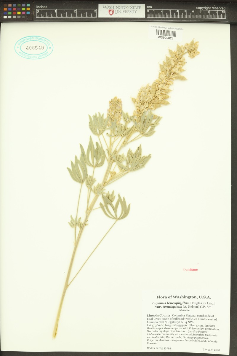 Lupinus leucophyllus subsp. erectus