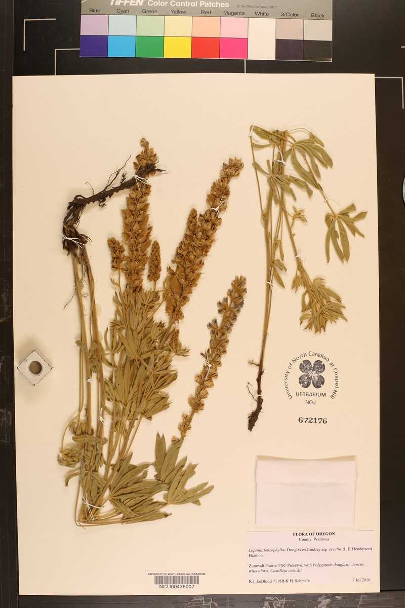 Lupinus leucophyllus subsp. erectus photo 2