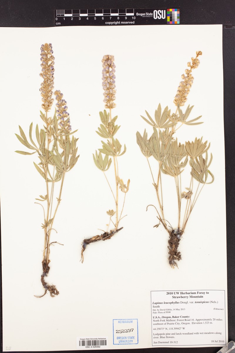 Lupinus leucophyllus subsp. erectus photo 3