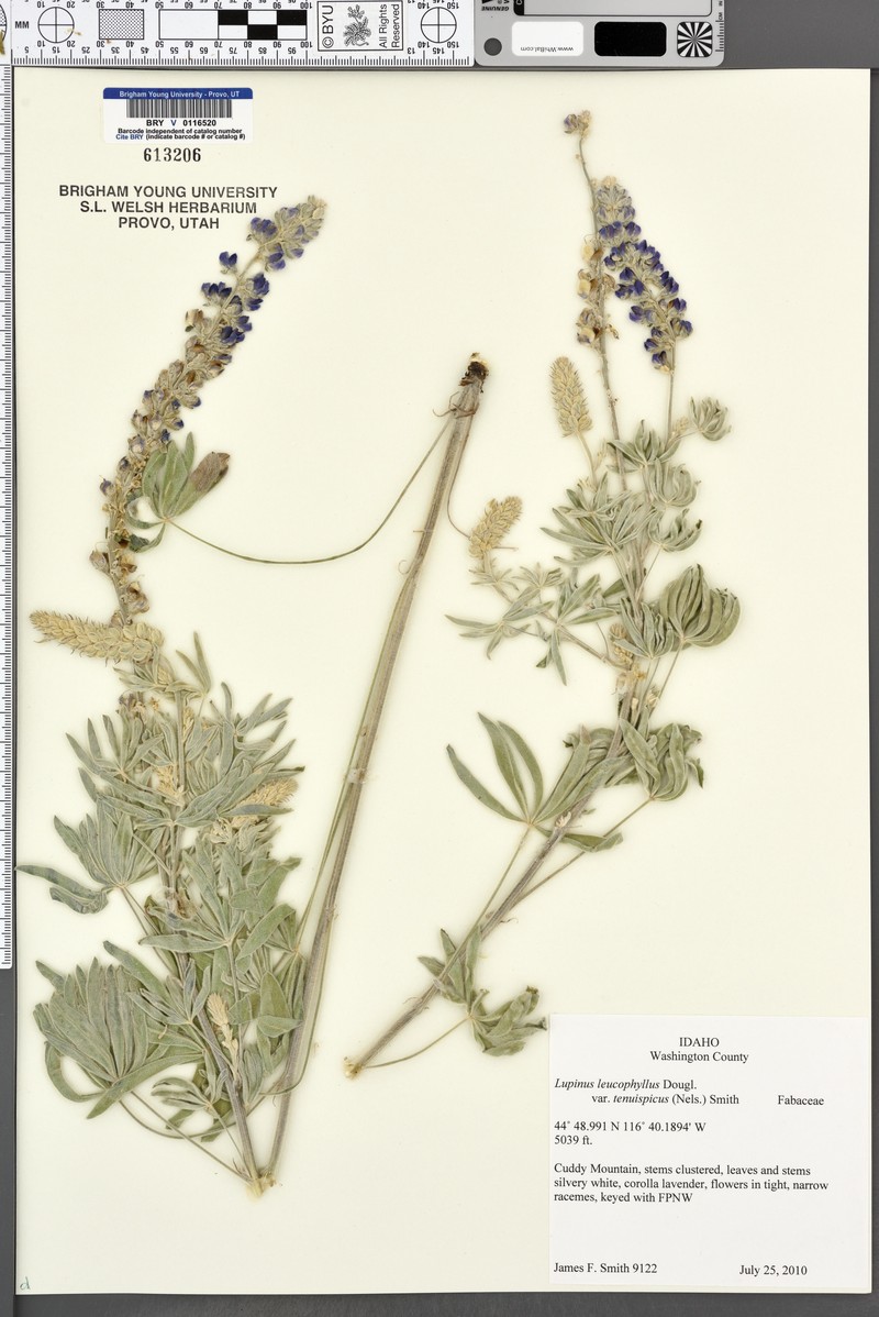 Lupinus leucophyllus subsp. erectus photo 4
