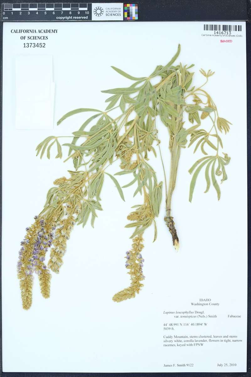 Lupinus leucophyllus subsp. erectus photo 5
