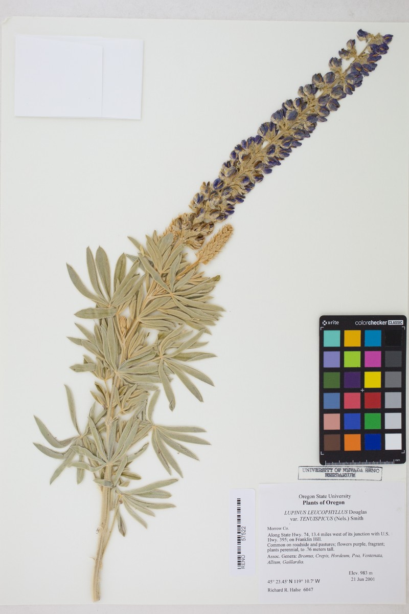 Lupinus leucophyllus subsp. erectus photo 6
