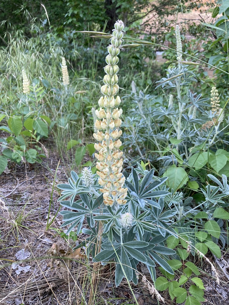 Lupinus leucophyllus subsp. leucophyllus