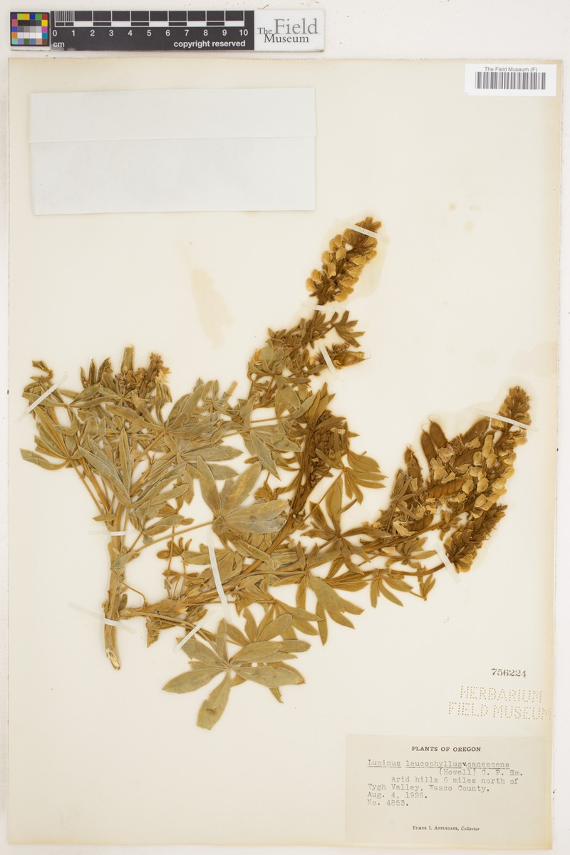 Lupinus leucophyllus var. canescens