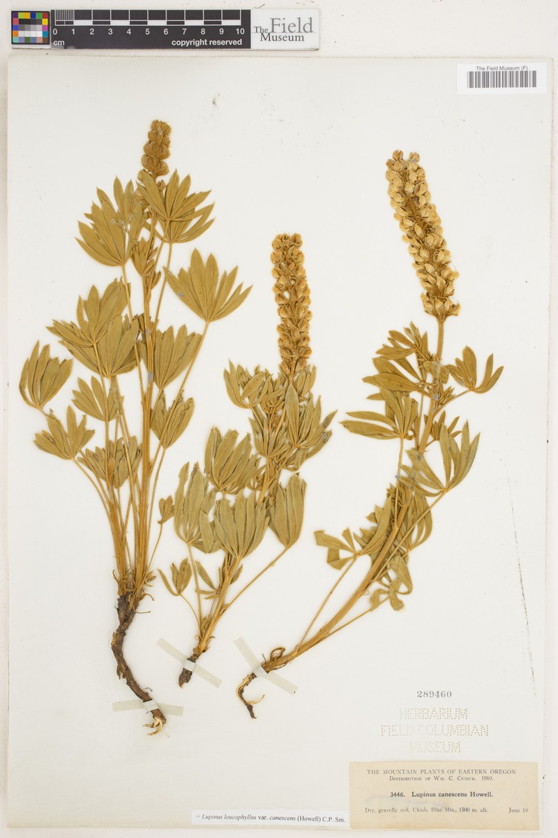 Lupinus leucophyllus var. canescens photo 2