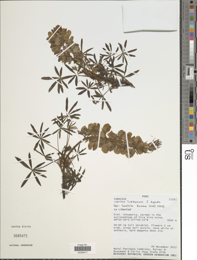 Lupinus lindleyanus