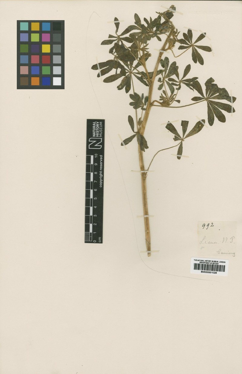 Lupinus lindleyanus photo 2