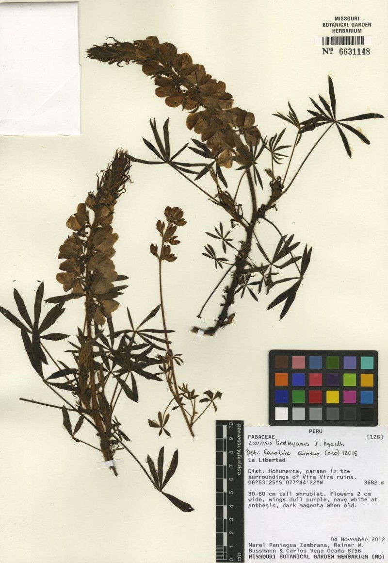 Lupinus lindleyanus photo 3