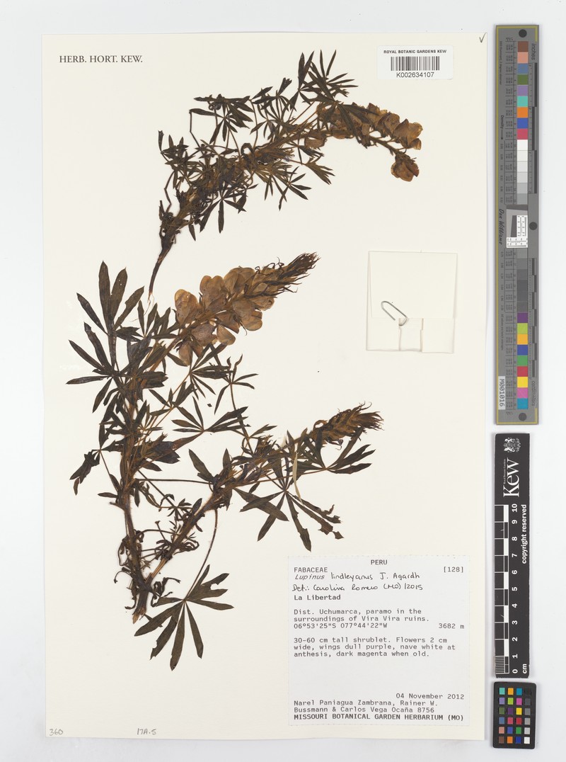 Lupinus lindleyanus photo 4