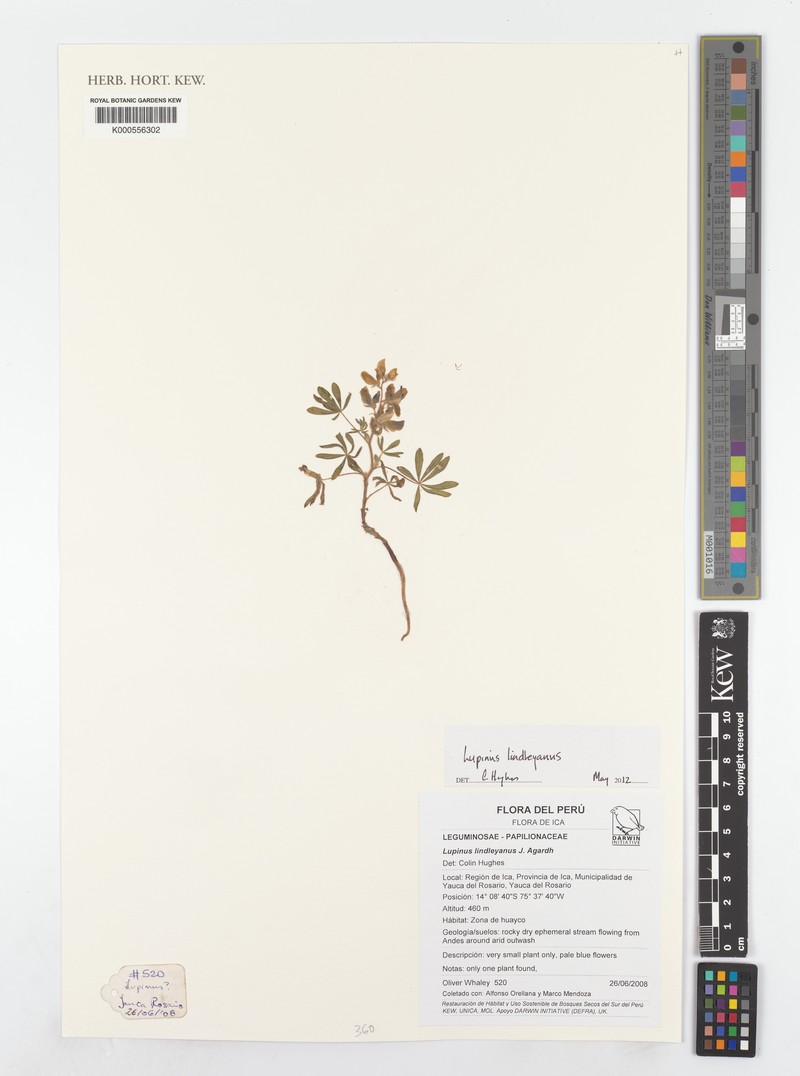 Lupinus lindleyanus photo 5