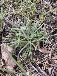Lupinus linearis
