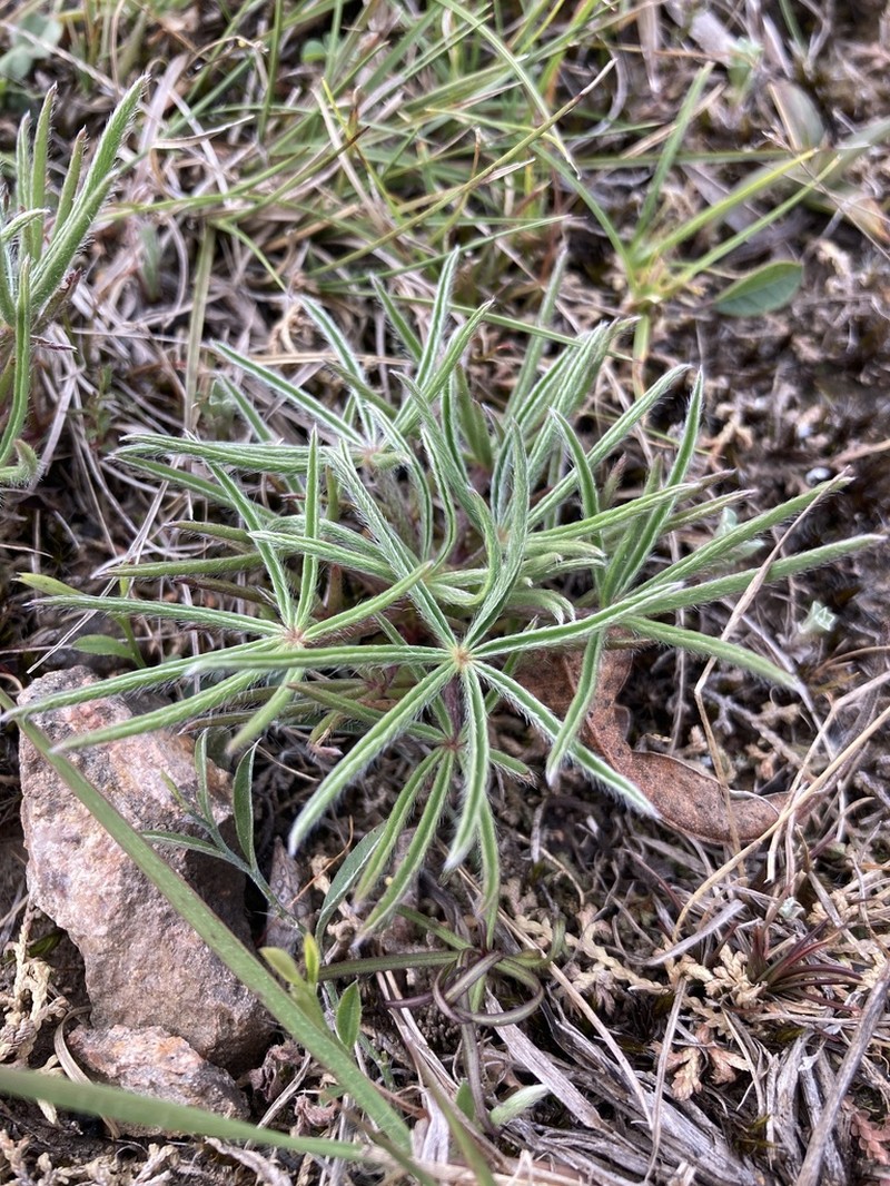 Lupinus linearis