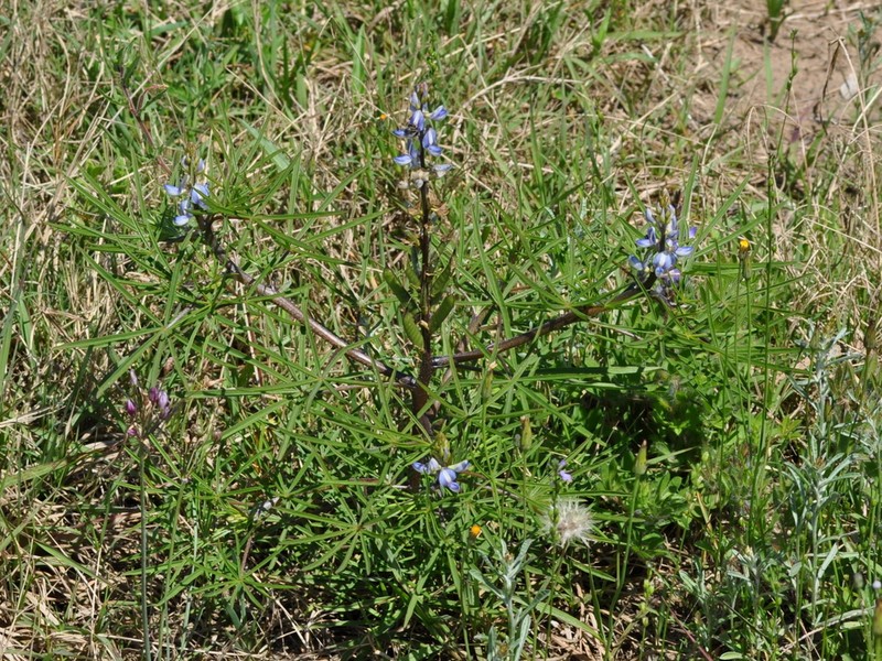 Lupinus linearis photo 2