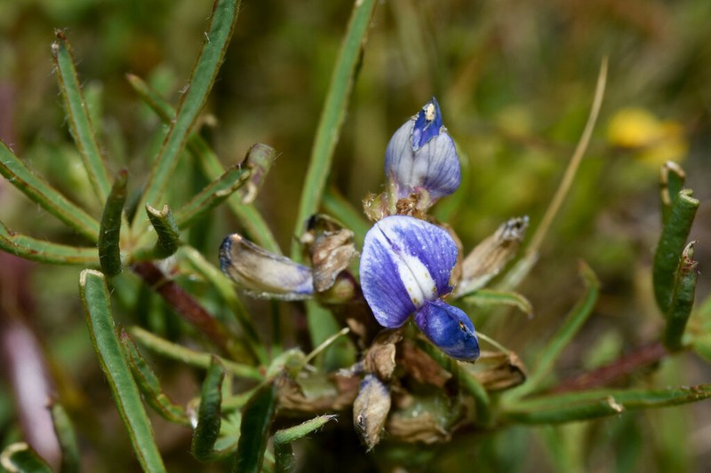 Lupinus linearis photo 3