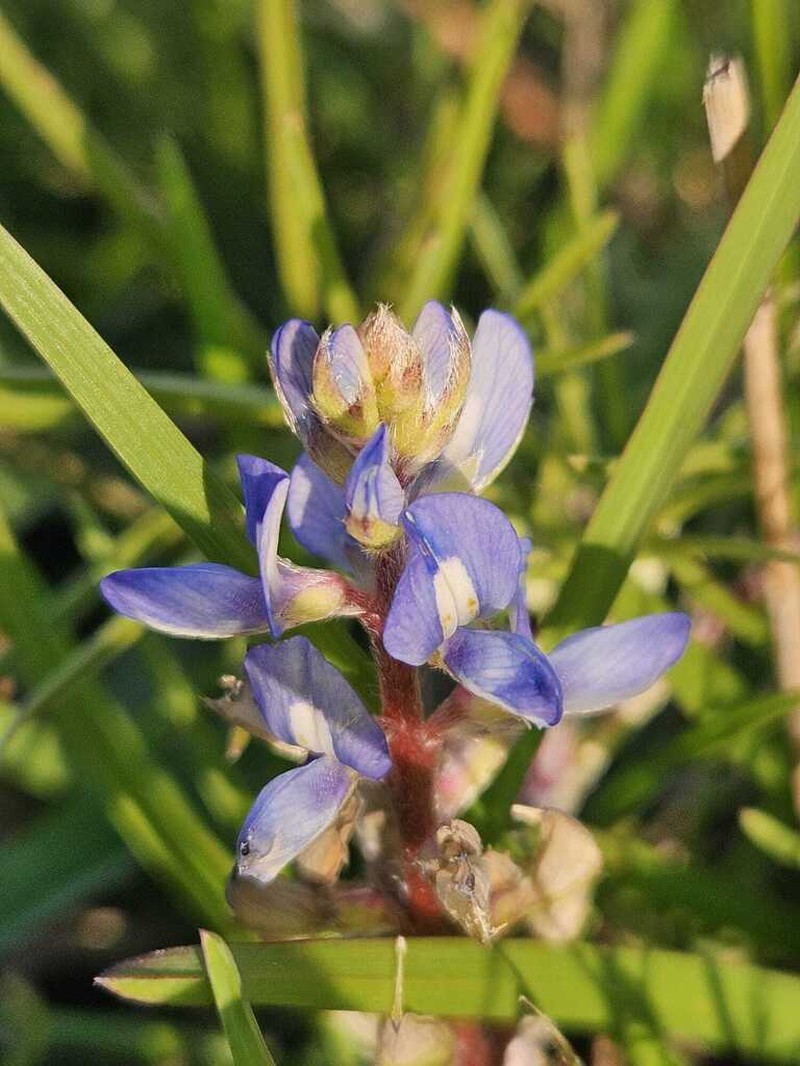 Lupinus linearis photo 4