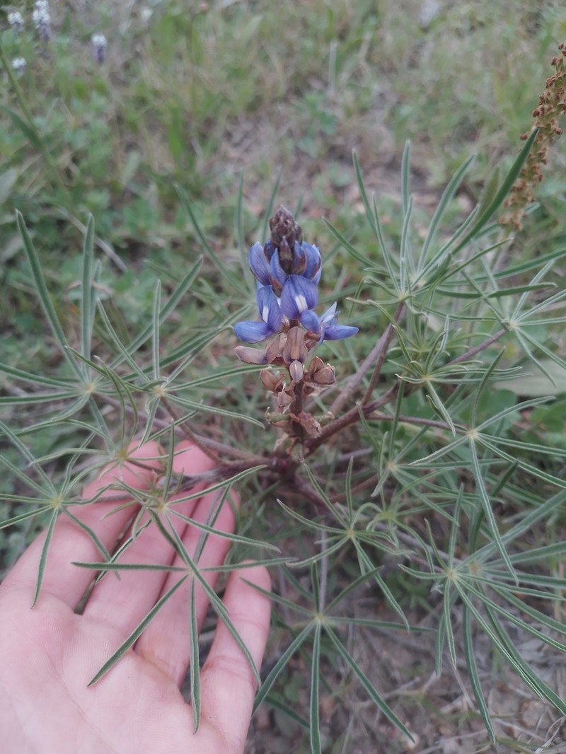 Lupinus linearis photo 5
