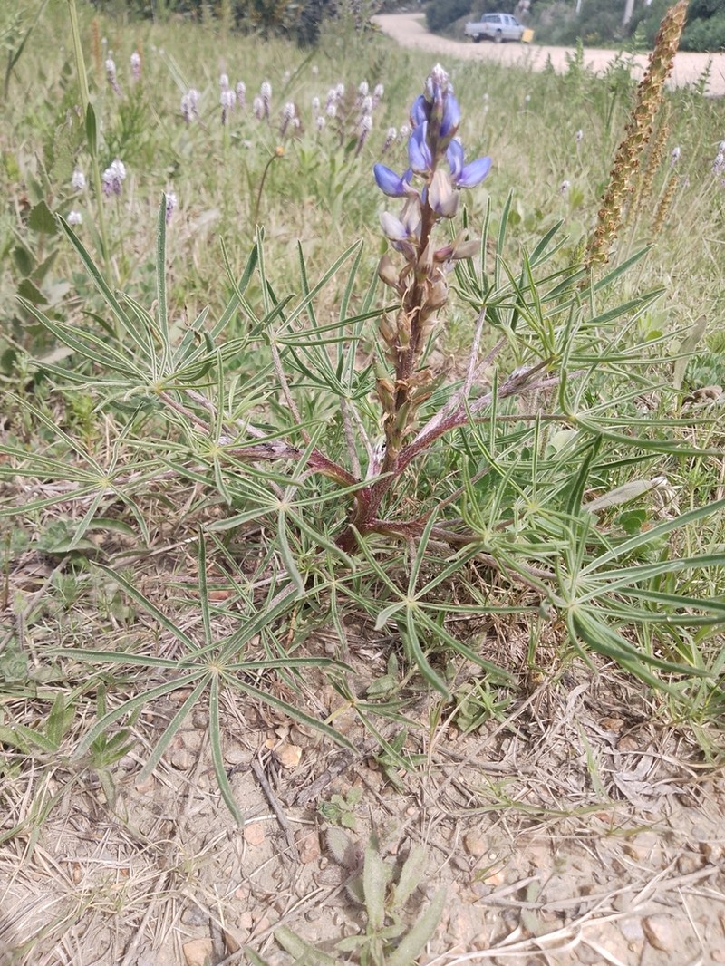 Lupinus linearis photo 6
