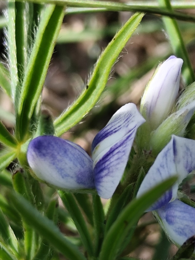 Lupinus linearis photo 7