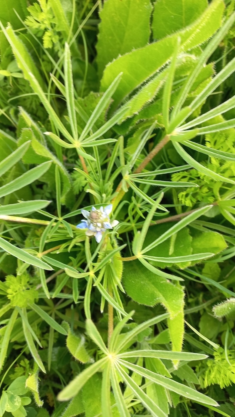 Lupinus linearis photo 8