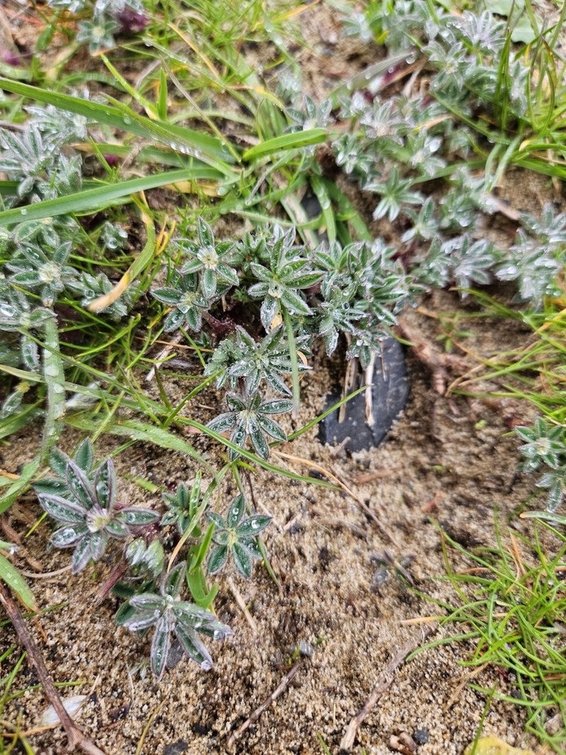 Seashore Lupine photo 2
