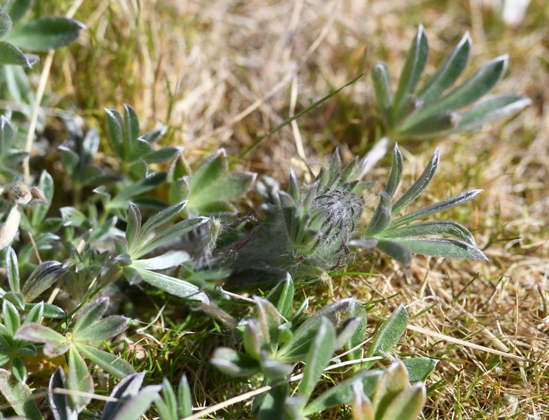 Seashore Lupine photo 3