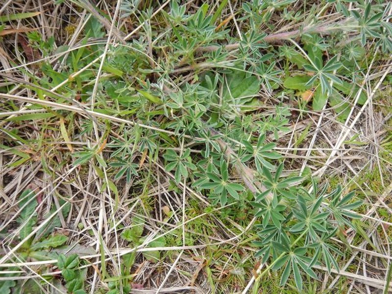 Seashore Lupine photo 4