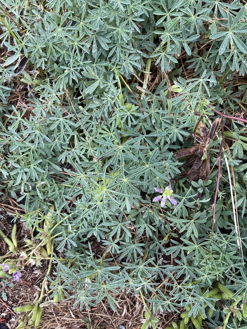 Seashore Lupine photo 5