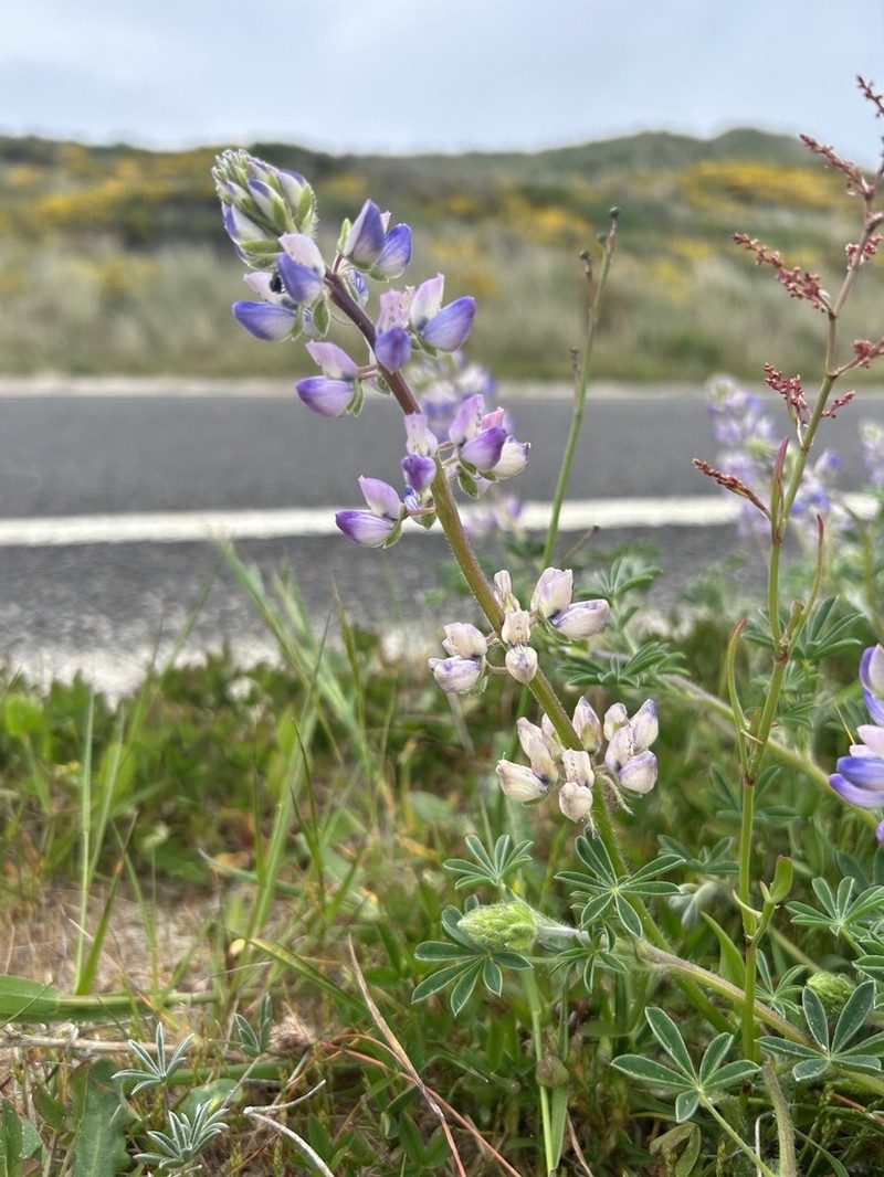 Seashore Lupine photo 6
