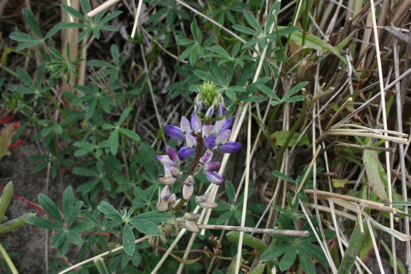 Seashore Lupine photo 7