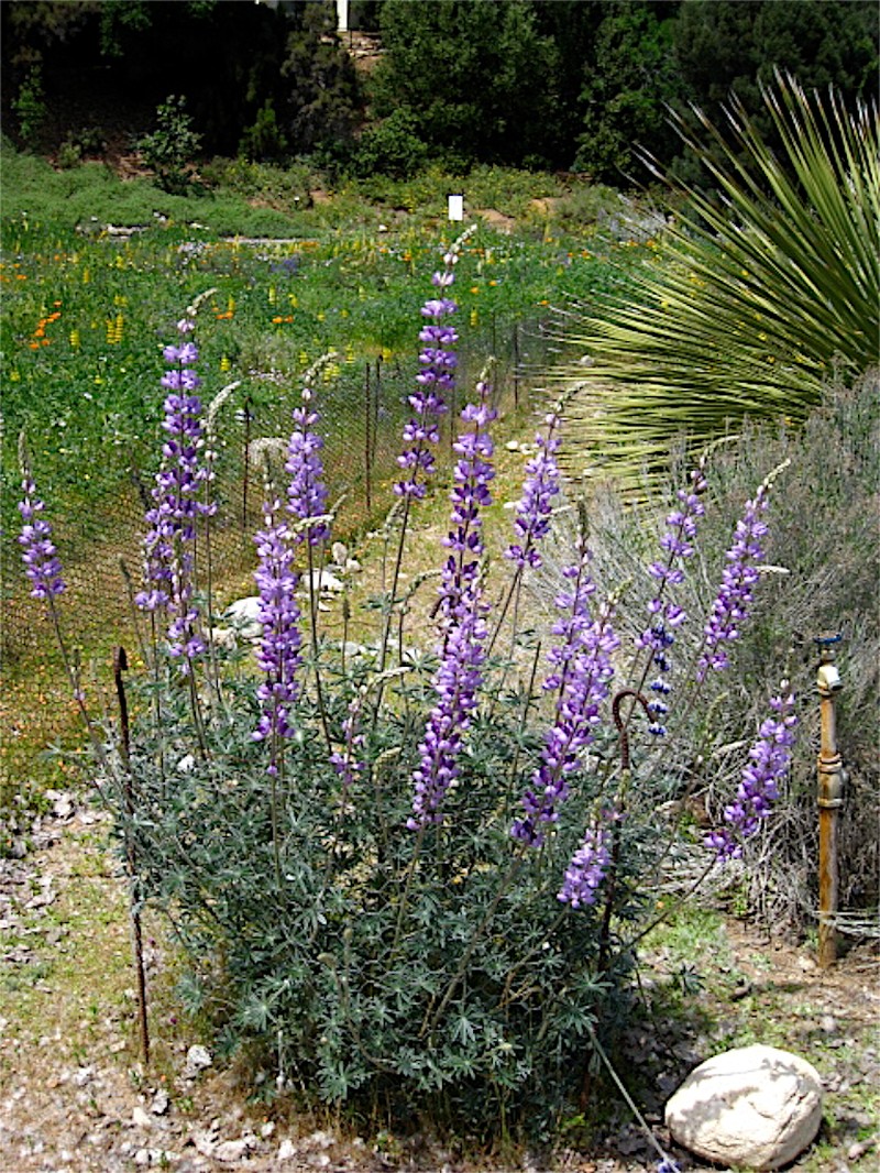 Longleaf Bush Lupine photo 2