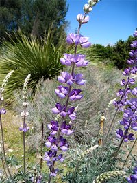 Longleaf Bush Lupine