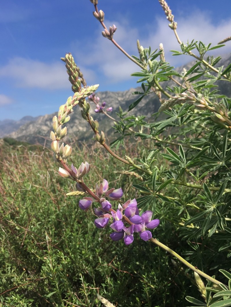 Longleaf Bush Lupine photo 2