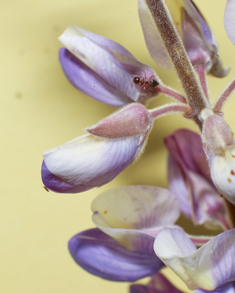 Longleaf Bush Lupine photo 4