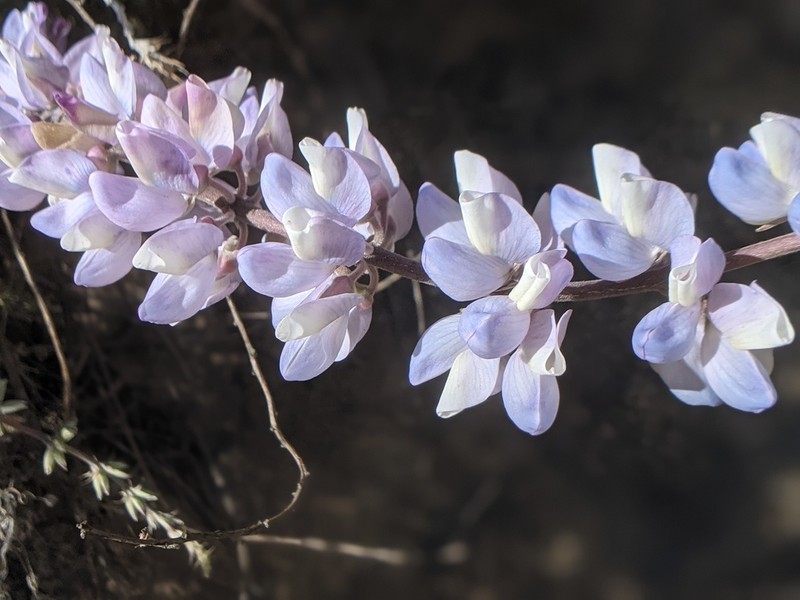 Longleaf Bush Lupine photo 5