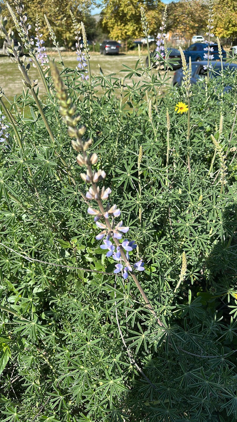 Longleaf Bush Lupine photo 6