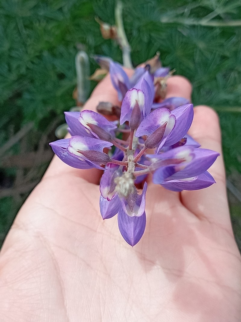 Longleaf Bush Lupine photo 7