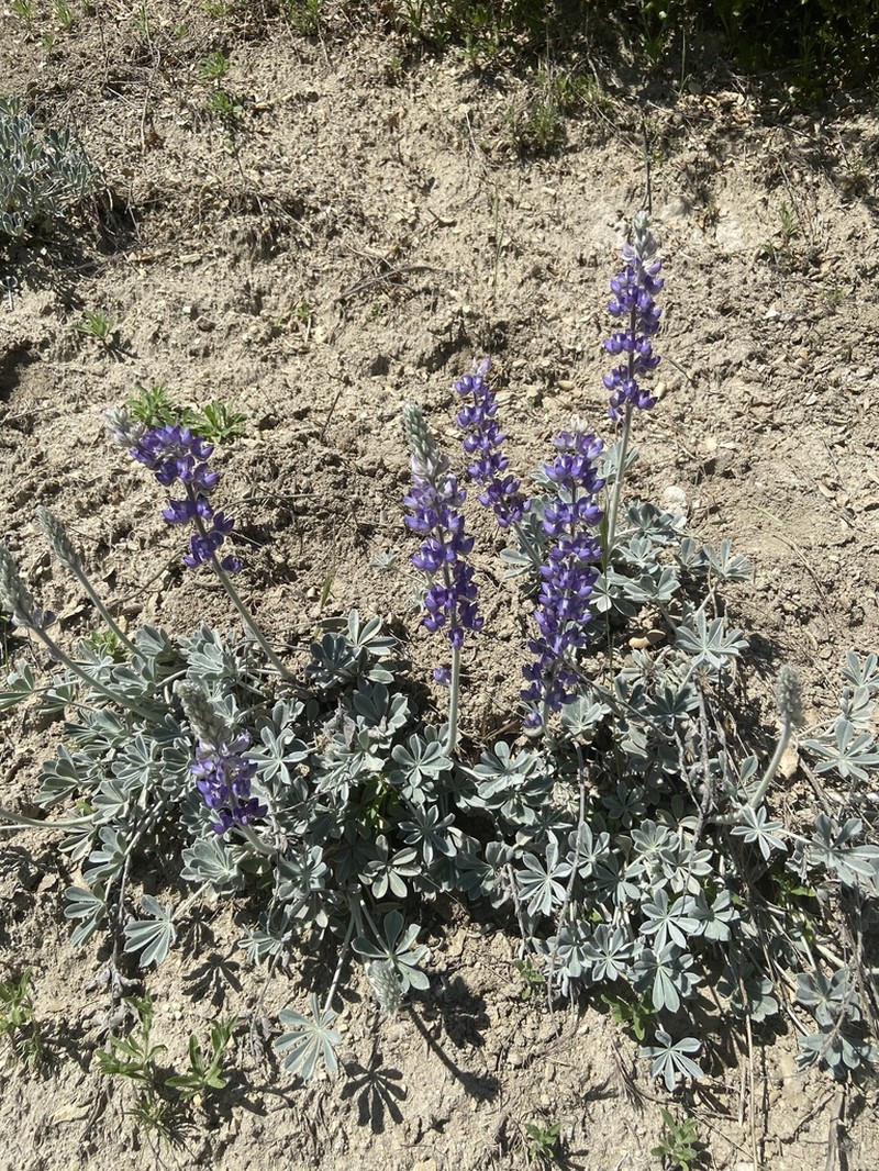 San Luis Lupine