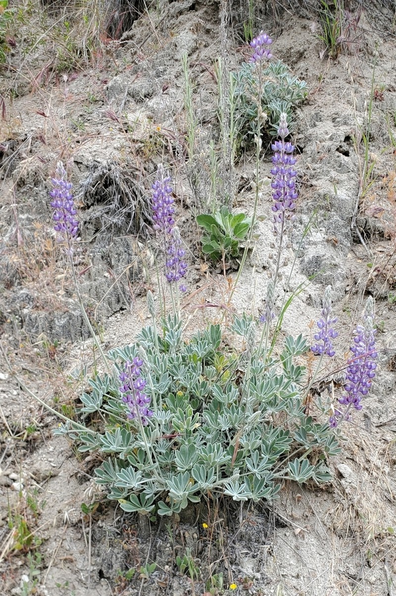 San Luis Lupine photo 2