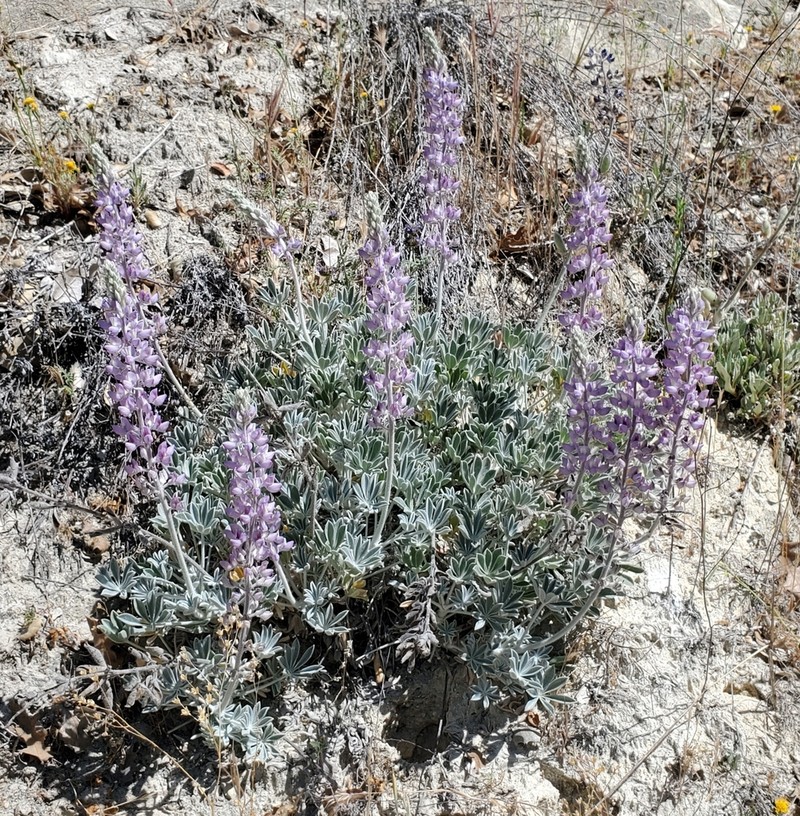 San Luis Lupine photo 4
