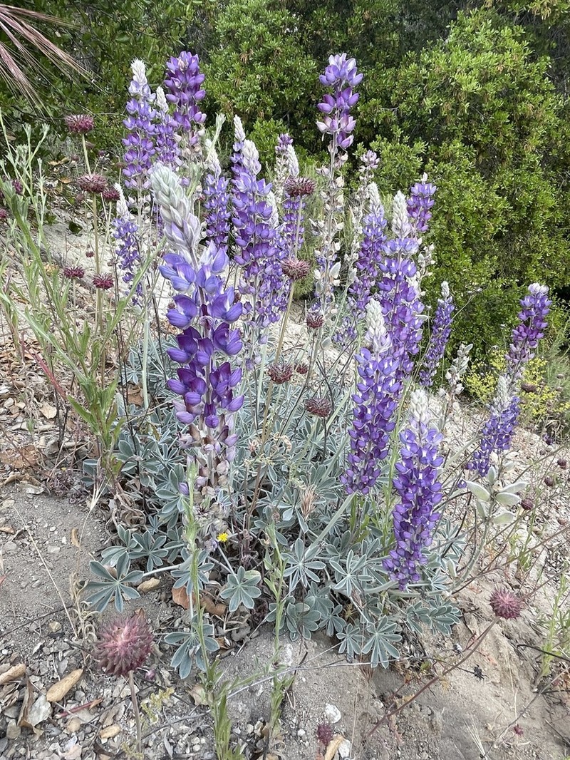 San Luis Lupine photo 5