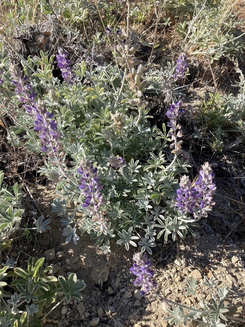 San Luis Lupine photo 6