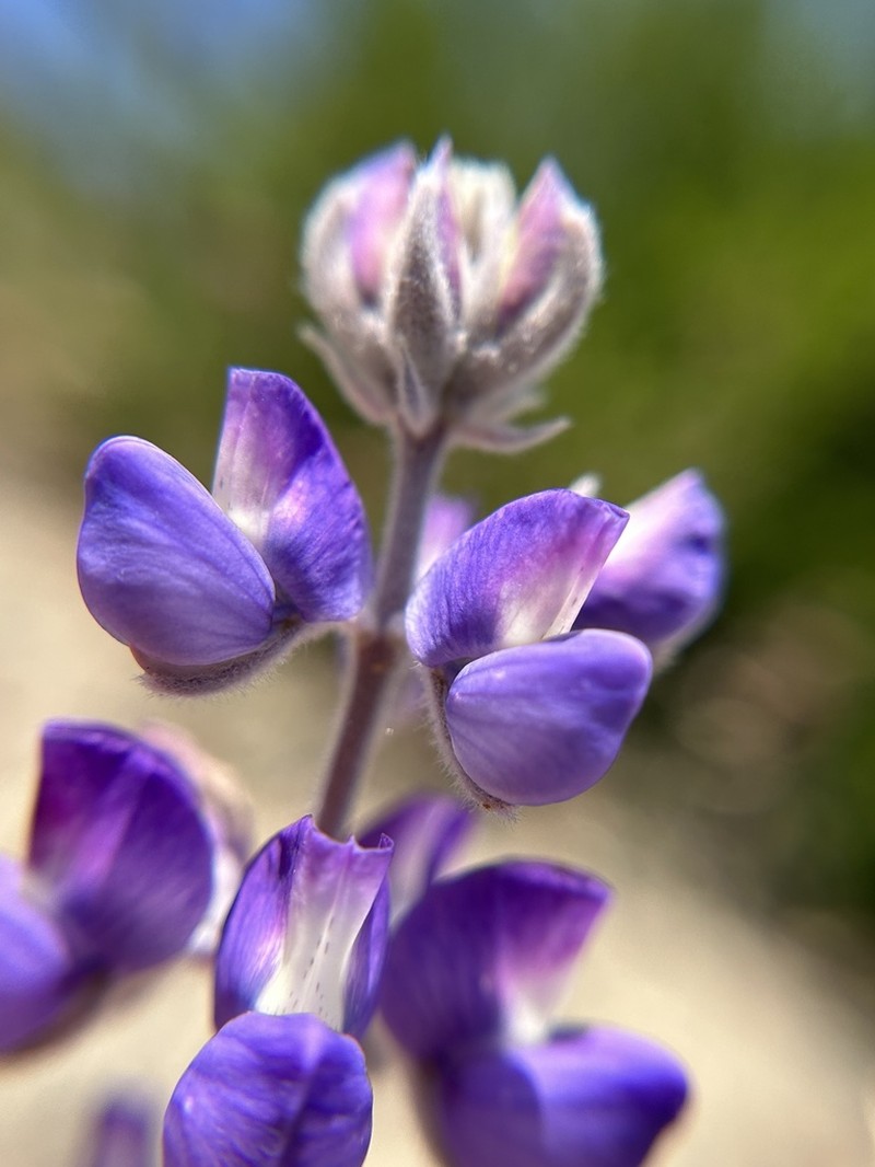 San Luis Lupine photo 7